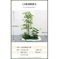 1,8 метра зеленого клена просмотр семь