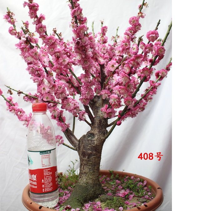 时物园-花卉绿植、盆栽盆景、多肉植物等一站式购物平台红梅花盆栽老桩