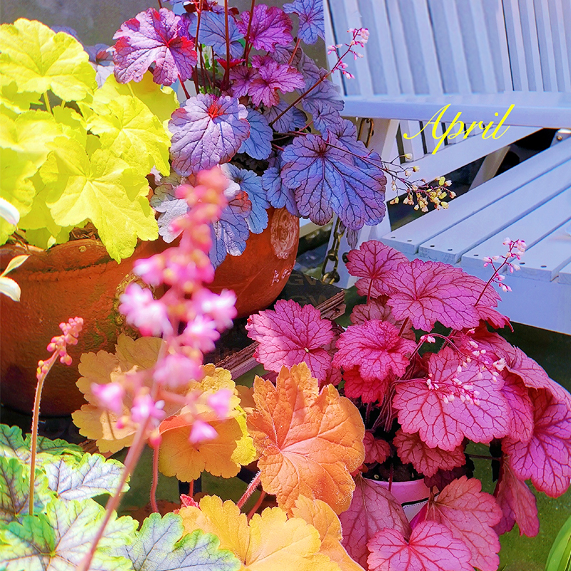 Alum root plant potted large seedling combination package indoor cold-resistant four seasons garden balcony leaf-viewing small seedling flower green plant