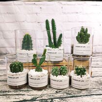  Miniature plant thorn ball domestication can be used for flowers and plants desktop mini variety of single cactus potted indoor