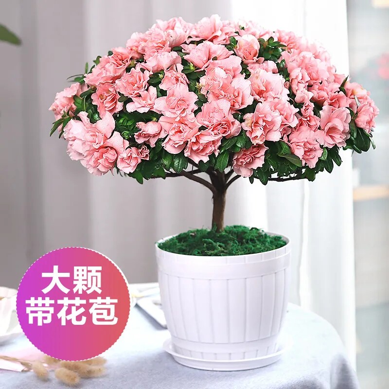 Outdoor flowers suitable for lazy people to raise plants all year round the rhododendron potted large basin with flower buds to the red and small