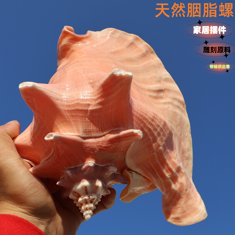 Natural Pink Cochlear Shell Home Decoration Collectibles Natural Marine Style Craft Carving Material Natural Pink Cochlear Shell Home Decoration Collectibles Natural Marine Style Craft Carving Material