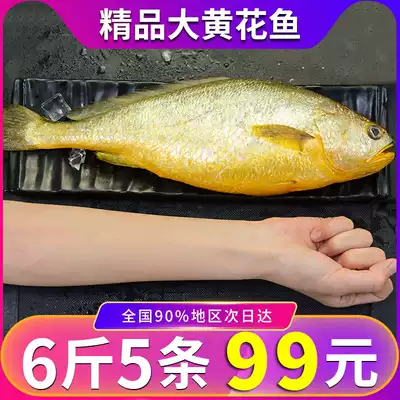 6 kg 5 fresh rhubarb flower fish Rhubarb fish Small yellow fish Frozen fresh seafood Aquatic deep-sea fish fish raw FCL