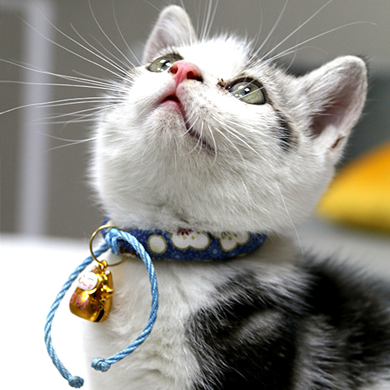Cat Bell Collar Kitten Collar Bell Collar Cat Necklace Pet Cat Supplies