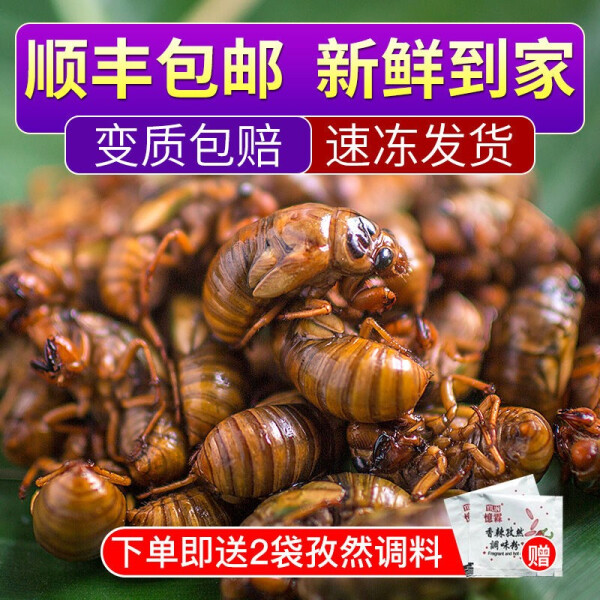 SF Express 2020 fresh big golden cicada knows monkey frozen cooked food live 500g climbing monkey Shandong cicada pupa