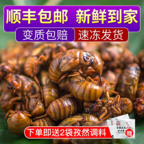 SF 2020 fresh big Jinchan Zhizhi monkey frozen cooked food live 500g climbing fork monkey Shandong cicada pupa