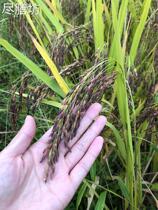 Wugong Mountain Purple Red Rice Purple Rice Blood Glutinous Rice Red Rice Five Grain Brown Rice Cereal Brown Rice Farm Rice Ping Township Special Produce 900g