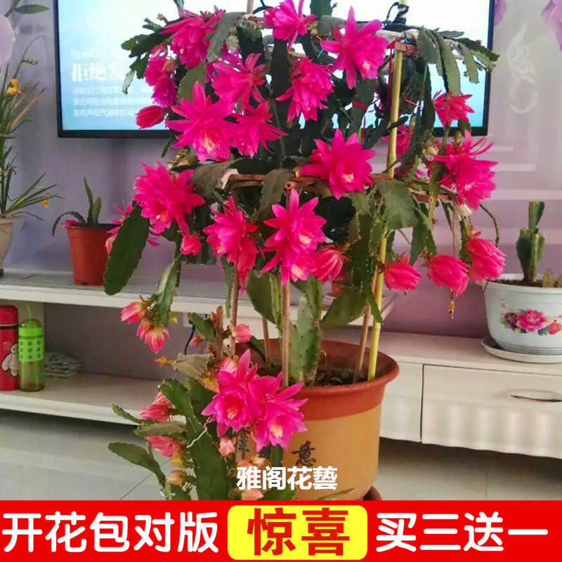 令箭荷花苗带根不带花苞嫁接枝条蟹爪兰昙花盆栽绿植室内花卉