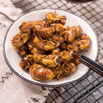 Fresh know monkey wild golden cicada Tang monk meat climbing fork cicada pupa tortoise live frozen Xuzhou specialty 20