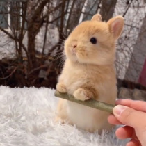 Pet Rabbit living Things Imports Dutch dwarf rabbit Small pure breed Dodgers Ears Rabbit young body Haitang lid Face cat Cat Rabbit