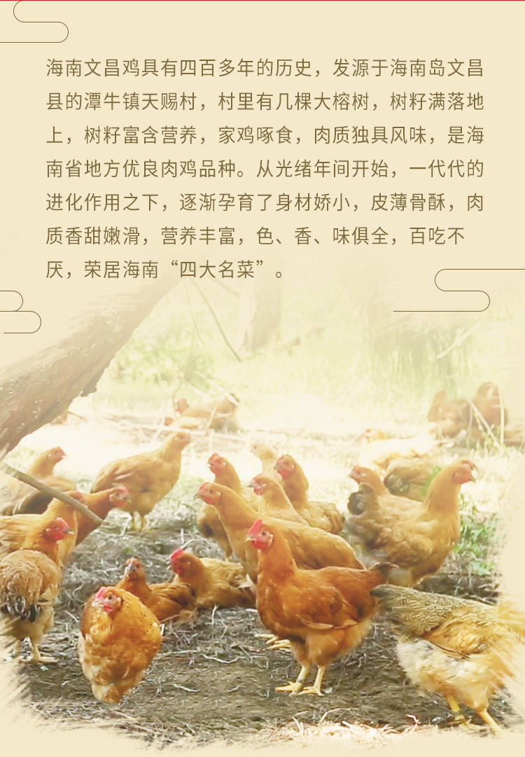 国家地理标志产品 海南文昌 散养大公鸡 2斤/只 图4