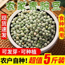 Farmers  new green dried peas dried peas raw peas green peas whole grains whole grains wheat beans can germinate 5 pounds