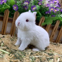Pure white red eye dwarf rabbit living small mini Haitang Xisch feline cat rabbit long with little pet rabbit living things