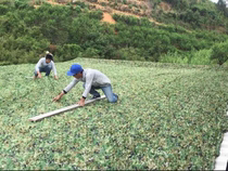 Shading Nets Defense Aerial Photo GREEN CAMOUFLAGE NETS GREEN CAMOUFLAGE OUTDOOR SHADING NETS DECORATION NETS SUNSCREEN THERMAL INSULATION MINE COVERAGE NETS