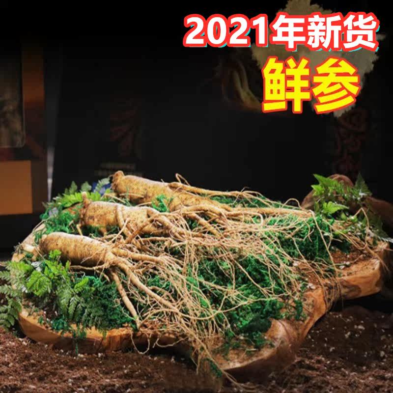 In 2021, the new goods Changbai mountain ginseng belt soil fresh ginseng 500g non-forest insured fresh ginseng red ginseng white ginseng dried ginseng