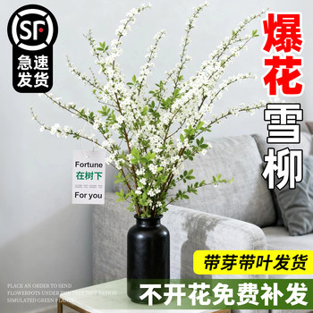 Don’t buy dried branches! buy fresh branches of snow willow with buds and leaves!