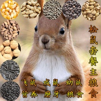 Squirrel nuts food demon food squash squash squash squash food squash squash squash squash food squash squash squash squash food snowsGolden flowersFlower squash