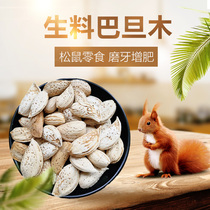 Nut Feed Food Main Food Cream of Badan Wood Raw Squirrel Eat of Badan Xinjiang Main Food and Nutrition Grinding Teeth