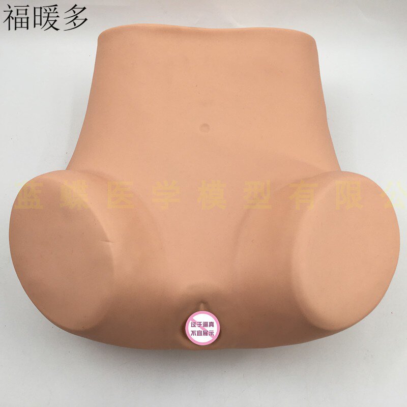 Anatomical Position Accurate Gynecological Examination Model Medical Teaching Aids for Anatomical Position Accurate Gynecological Examination