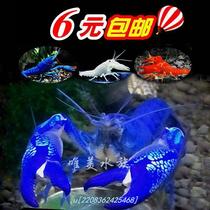 Watch aaaaaaaaazyi live pet sky blue magic shrimp freshwater lobster aquarium high-end large freshwater cold water ghost shrimp
