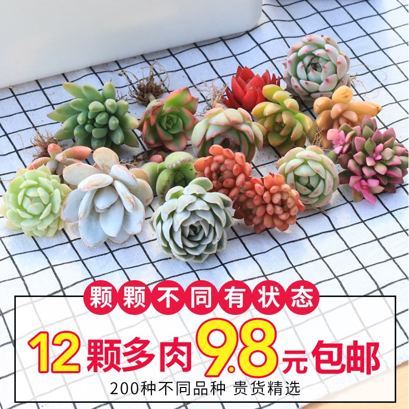 Multi - flesh plants plants green flowers potted plants new meat - bee - bee indoor plants