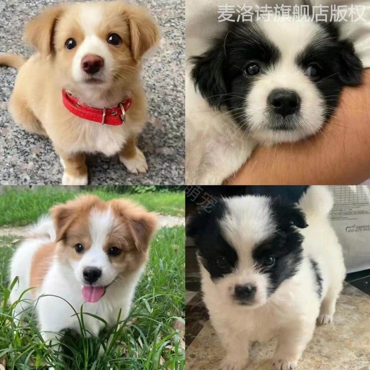 中华田园犬幼犬，真的适合你吗？🐾-狗狗-淘宝好物网