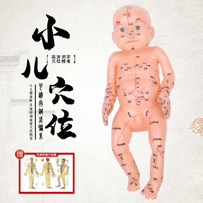 Child pushback Acupoint Reflex Zone Model Massage Moonsister-in-law Training Medicine Teaching Children Meridians Meridians Acupuncture Chinese Medicine