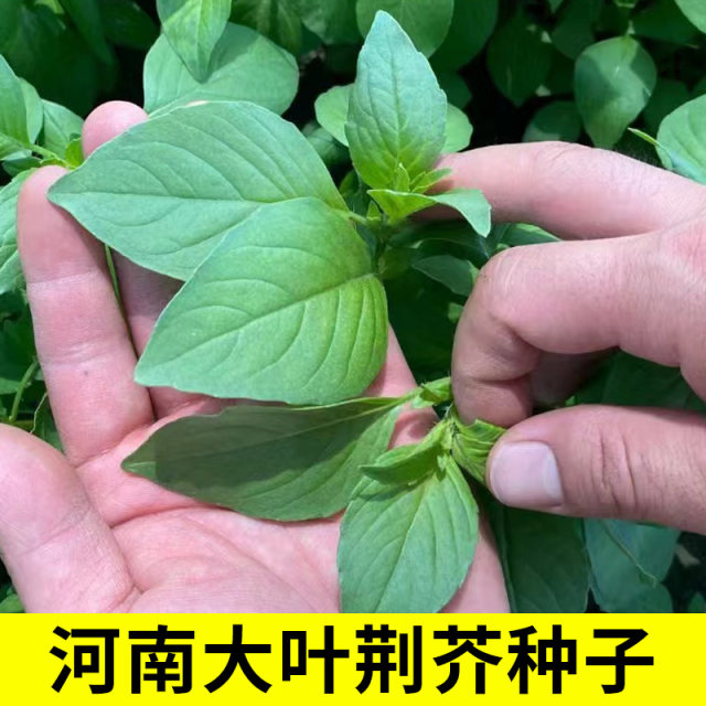 ແກ່ນ Nepeta, ແກ່ນ basil Henan ໃບຂະຫນາດໃຫຍ່, ແກ່ນ rapeseed ພາກຮຽນ spring ແລະດູໃບໄມ້ລົ່ນ, ສີ່ລະດູການ, amaranth, ແກ່ນຜັກກາດຈີນ, ແກ່ນຜັກ