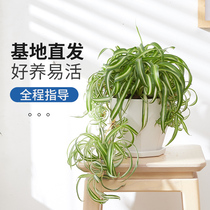 Roll-leaf chlorophyll imported net red green plant potted Nordic ins wind plant good feed golden heart chlorophyll hanging wide leaf