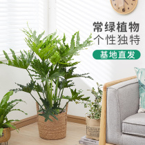 Big leaf Chunyu hydroponic plants Indoor leaf-viewing dragon scale old pile potted plants Office living room green plants to feed the four seasons
