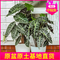 Large and small fairy potted arrowroot arrowroot plant black leaf Guanyin lotus African mask indoor leaf viewing net red green plant