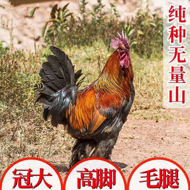 探索乌骨鸡的奇妙之旅 🐓 -宠物鸡-淘宝好物网