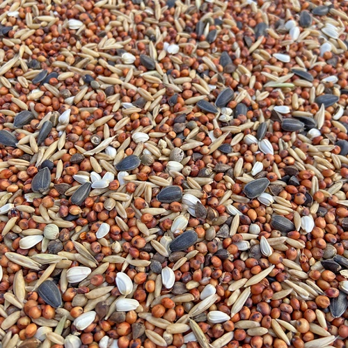 Молодые голубь черепах голубки зерновое голубь не кормить без кукурузы без бобовых пищи.