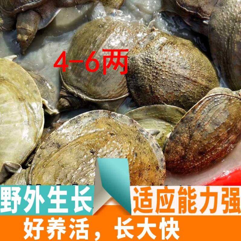 (Half a catty) Waitang small turtle fry water fish fry small king eight seedlings group fish Chinese turtle red dragon feed