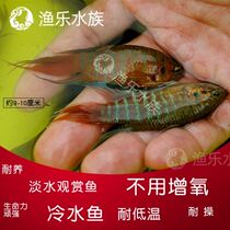 Chinese Fighting Fish Live Fish Tropical Good Breeding Freshwater Fish Living China Cold Water Resistant Gold Fish Small Ornamental Fish Fry.