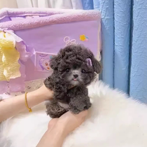 Purebred gray Teddy puppies small bodies flying ears champagne-colored Teddy dogs small poodles teacup dogs live dogs