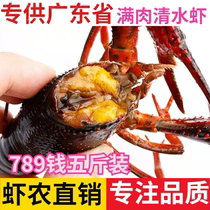 正宗湖北潜江清水小龙虾鲜活特大虾红壳活虾789钱五斤装顺丰