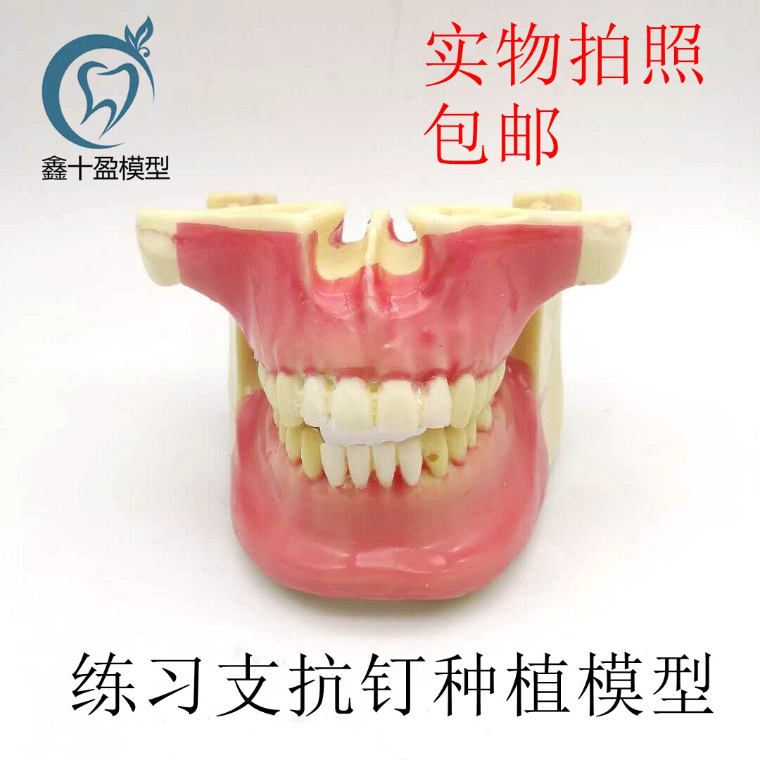 牙科口腔模型 练习种植模型 支抗钉练习模型发泡仿真骨模型 N2031