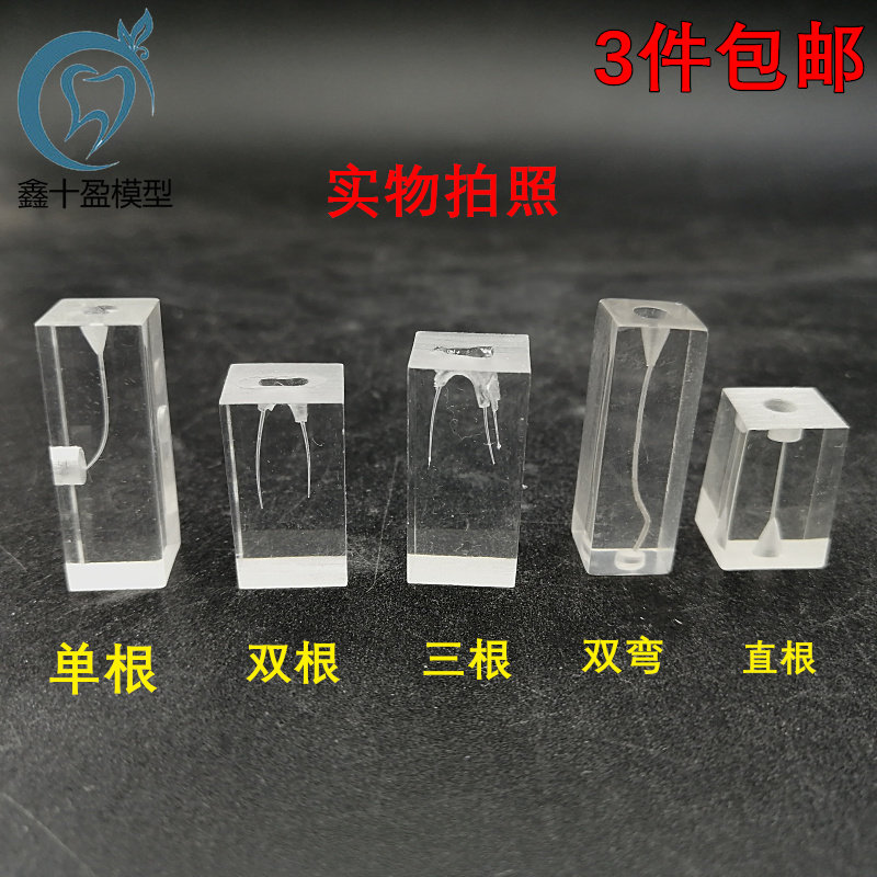 牙科树脂根管练习块 模拟牙体牙髓 热牙胶充填 机扩 预备充填模型