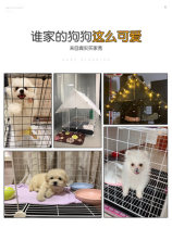 Dog Kennel House type villa with toilet Dog cage Small and medium dogs Winter and summer house separation Indoor pet fence