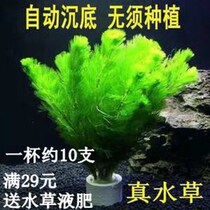 Fish tank water vegetable plant live water to watch fish tank green plant grass decoration