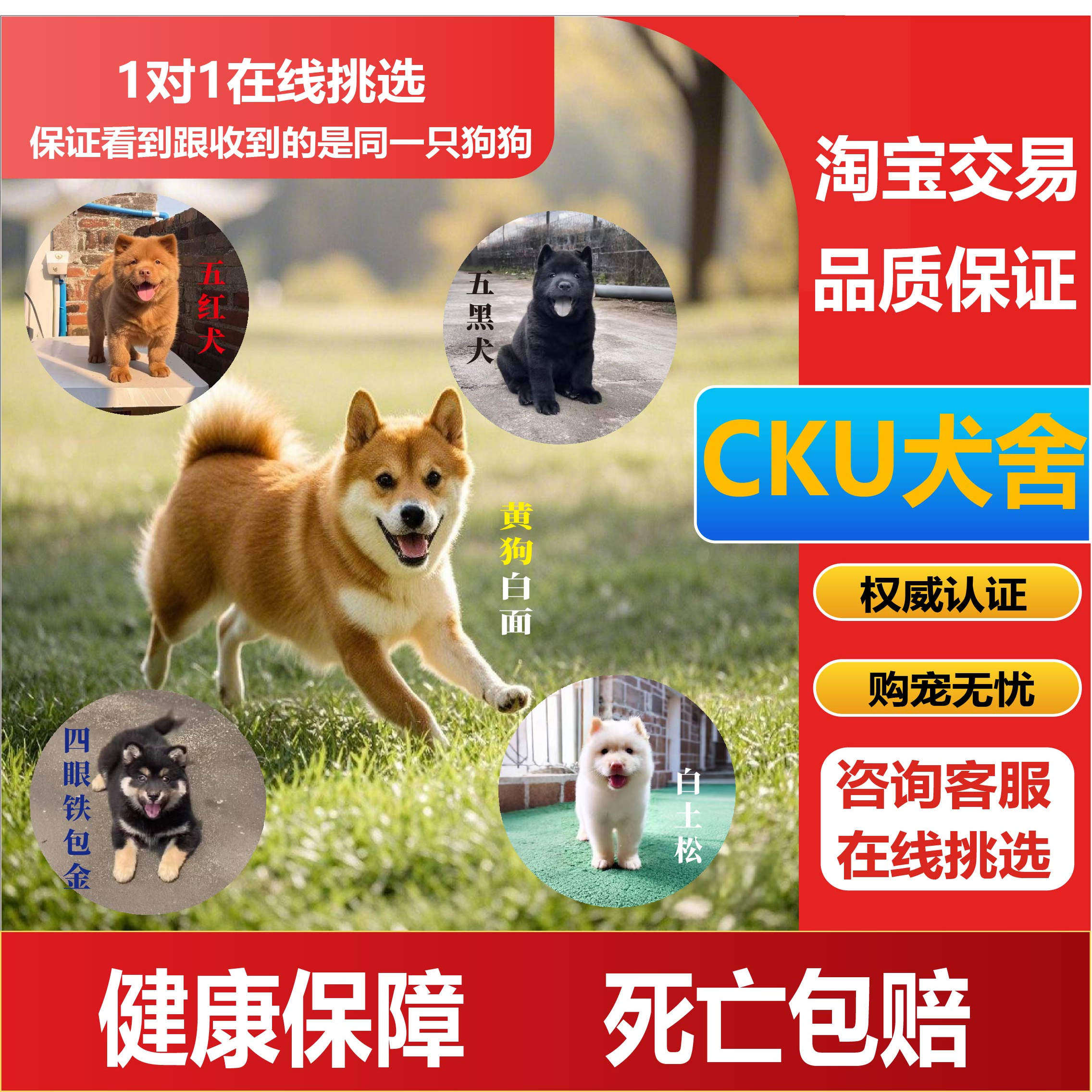 中华田园犬：黄狗白面五黑犬五红犬白土松广西土烈四眼铁包金虎斑犬，你家的“汪星守护者”！-狗狗-淘宝好物网
