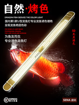 Dragon scale beautiful second generation hair color lamp double U-shaped tube dragon fish baking color light golden red dragon fish special light