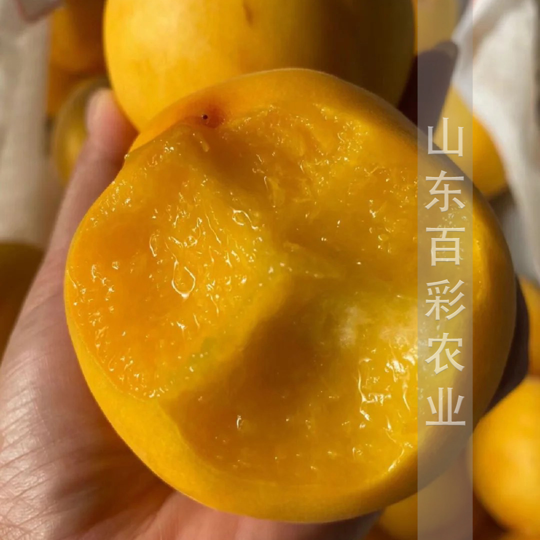 特大黄桃树苗：甜蜜产业的新曙光
