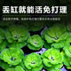 Duckweed aquatic plant fish tank landscaping bubbling hydroponic one-leaf lotus water hibiscus water hyacinth water lily water purification ພືດນ້ໍາທີ່ແທ້ຈິງ