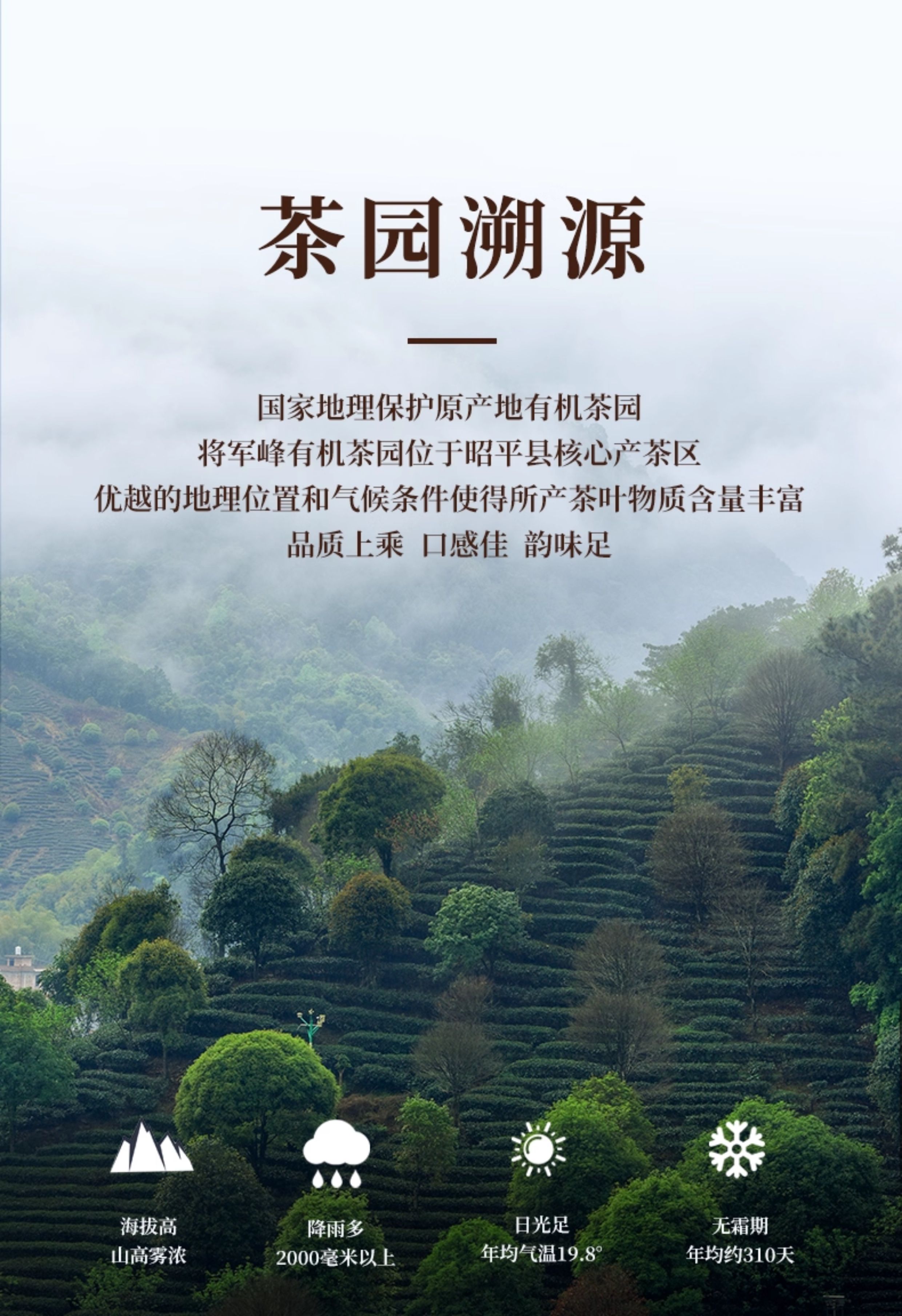 安享好物 安享S级绿茶-将军峰有机绿茶 国标 