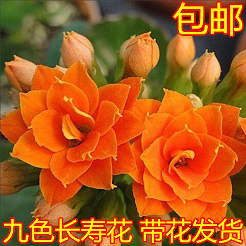 (with flower bud delivery) longevity flower longevity flower potted four seasons flowering flower potted water culture