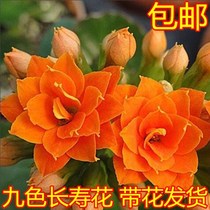 (With Bud delivery) Longevity flower Longevity flower potted four seasons flowering flower potted hydroponics