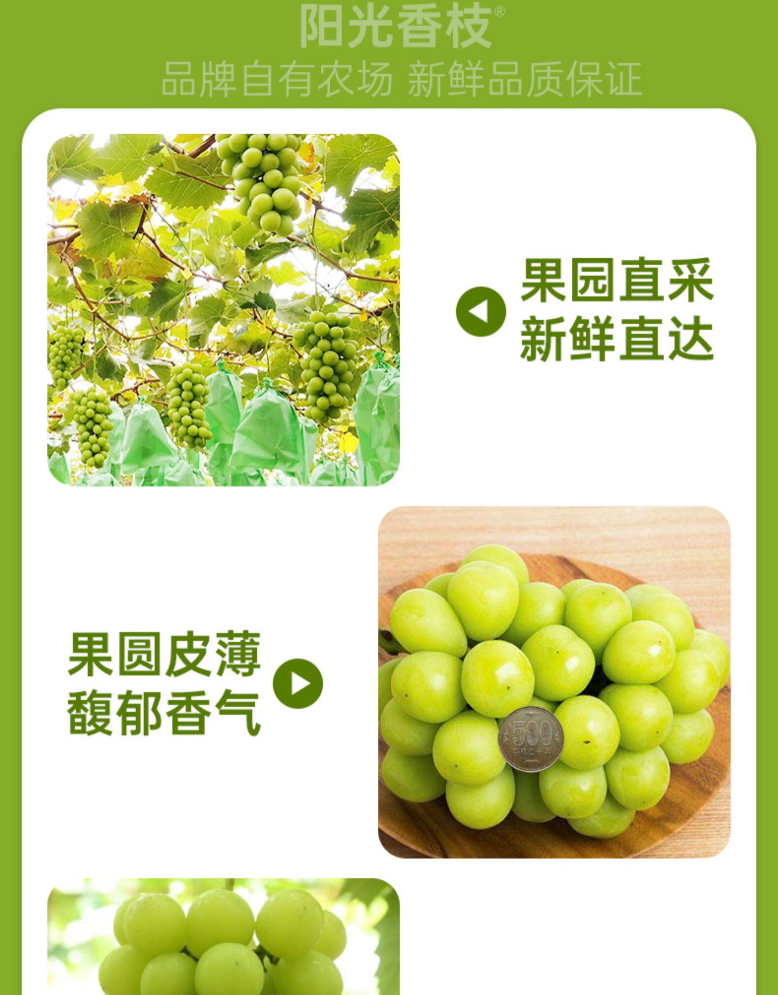 日本晴王品种 阳光玫瑰青提 3斤 图6