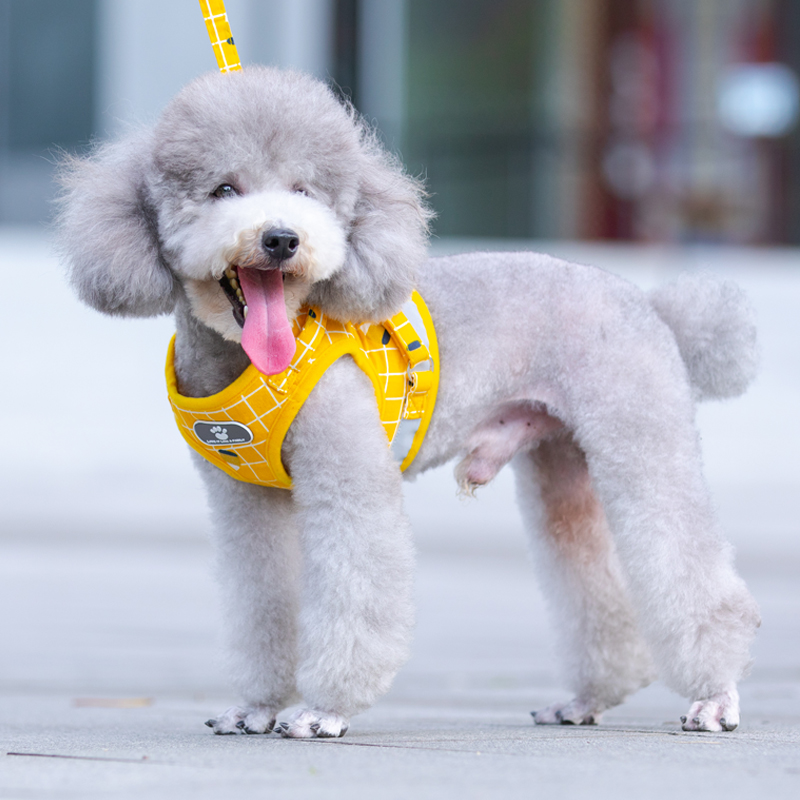 Baked dog traction rope vest-style tide dog chain small dog teddy bear puppy chest hug baby bag pet walking dog rope